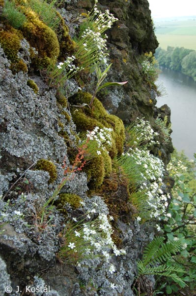 Detail obrázku